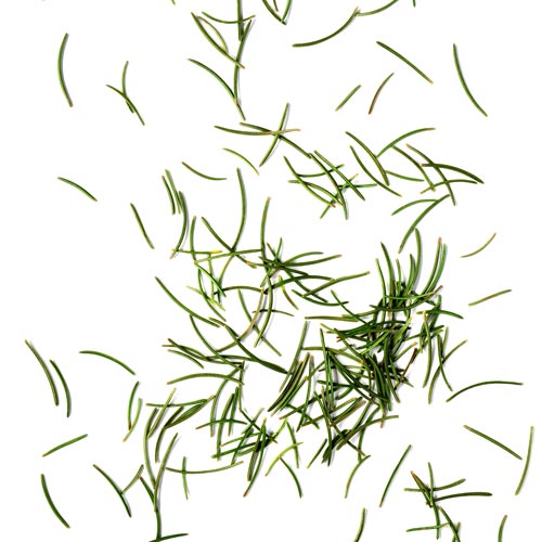 Tis the season for pine needles